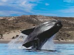 Buenos Aires a poloostrov Valdés – setkání s přírodou a pozorování velryb a tučňáků